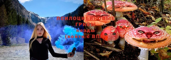 стаф Алзамай